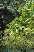 how much water does a sensitive plant need