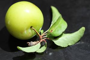 Are ugly apples genetically modified? How to identify genetically modified apples