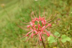 how often to water sedum plants