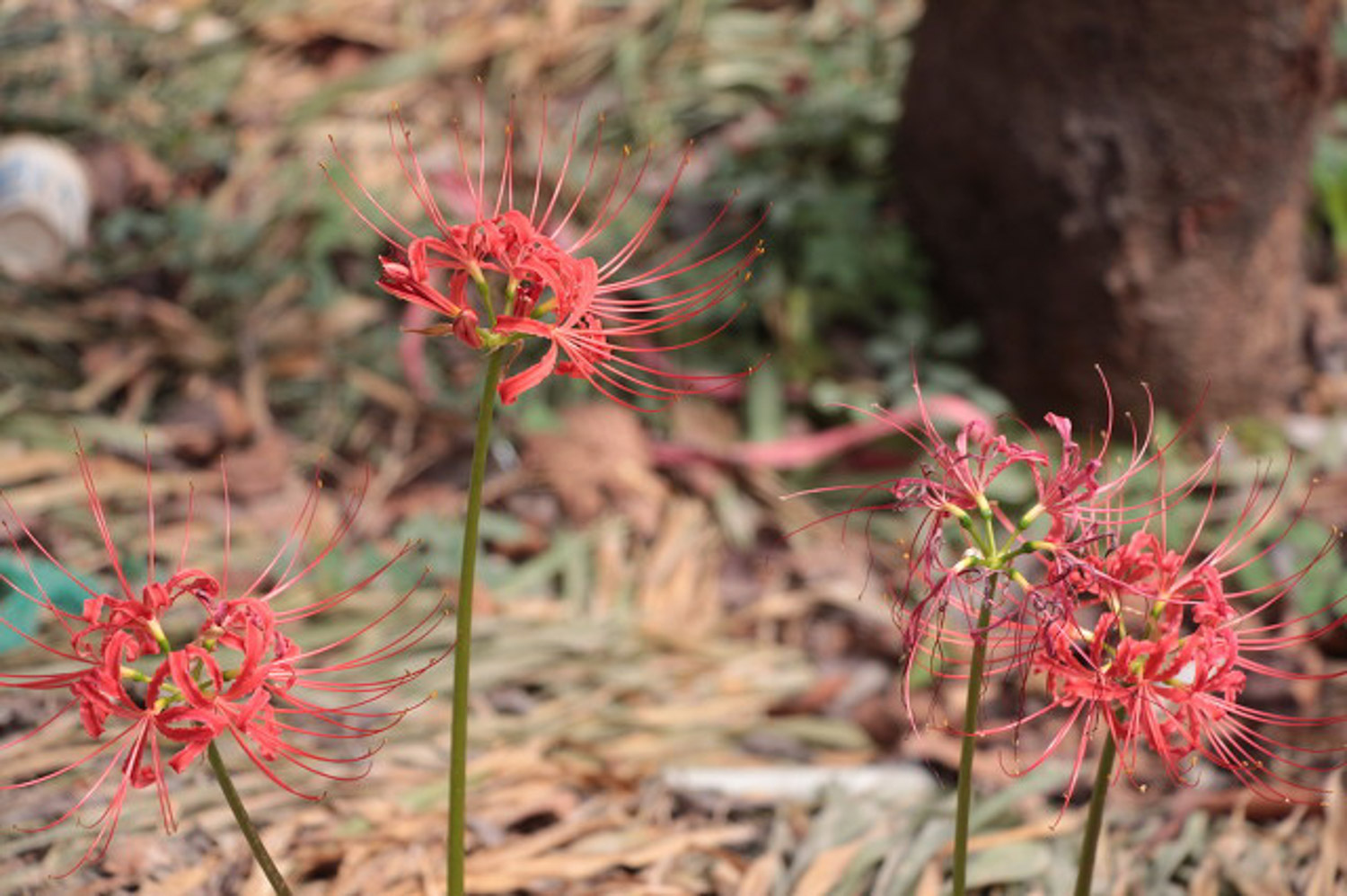 Lycoris radiata