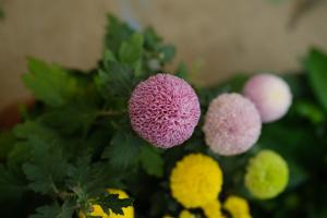 Pot culture method of table tennis Chrysanthemum