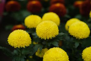 Table tennis chrysanthemum blooms several times a year. What month is the flowering period