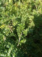 what can you plant under a yew tree