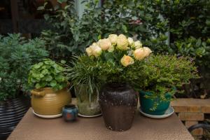 how can i stop mosquitoes from breeding in potted plants