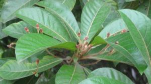 Cultivation method of Elaeagnus angustifolia