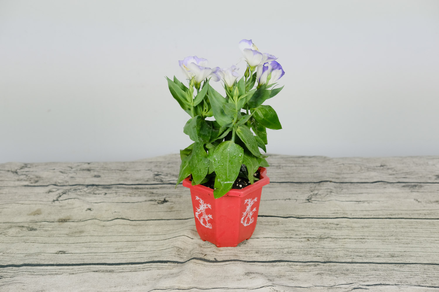 Eustoma grandiflorum