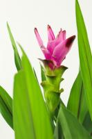 How to raise ginger lotus