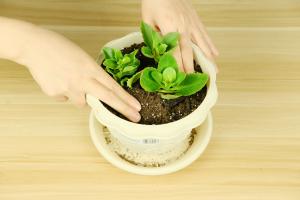 how many pepper plants in 10 gallon pot