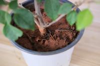 does costco sell tomato plants
