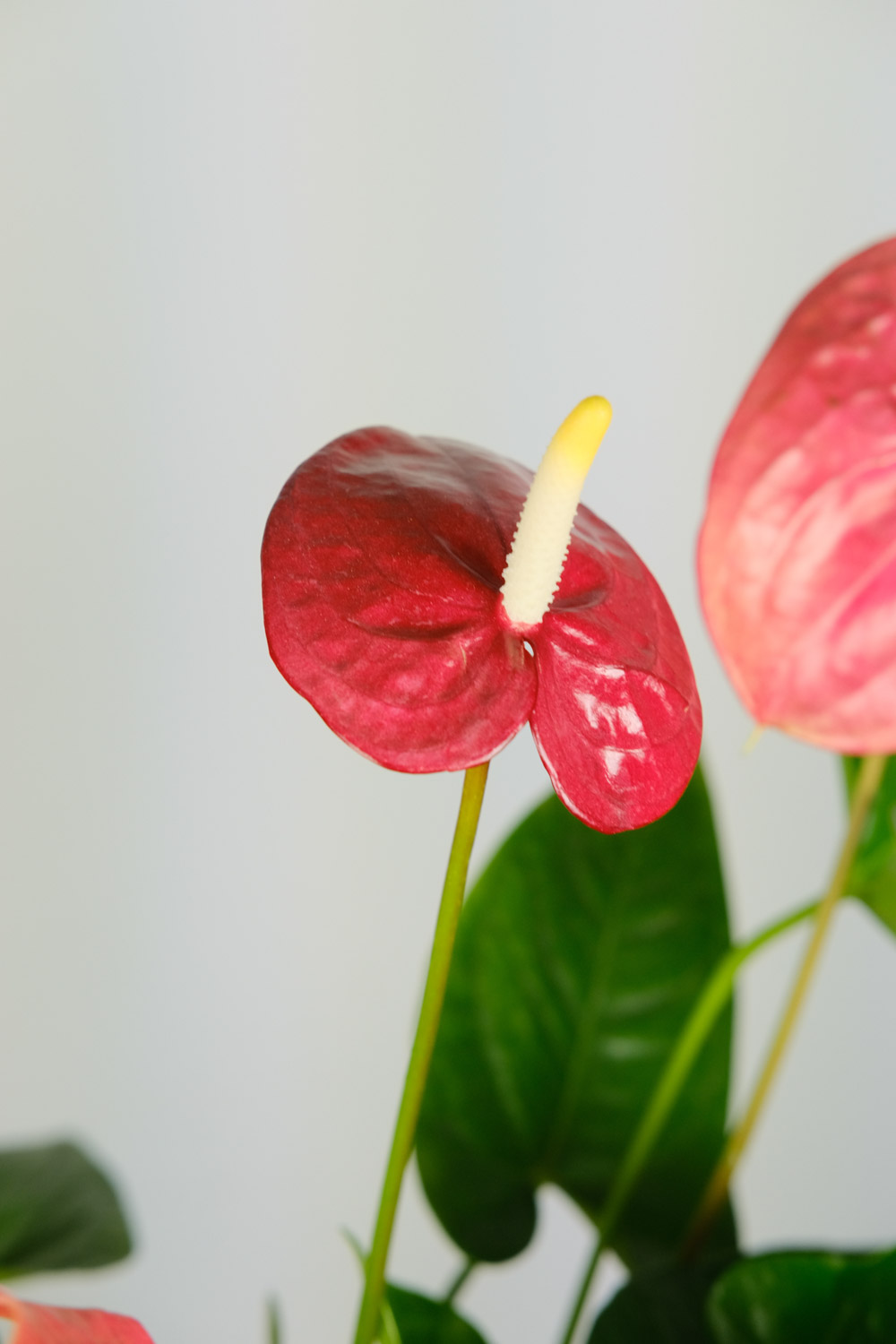 Anthurium