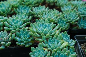 How long do fleshy leaves sprout in winter