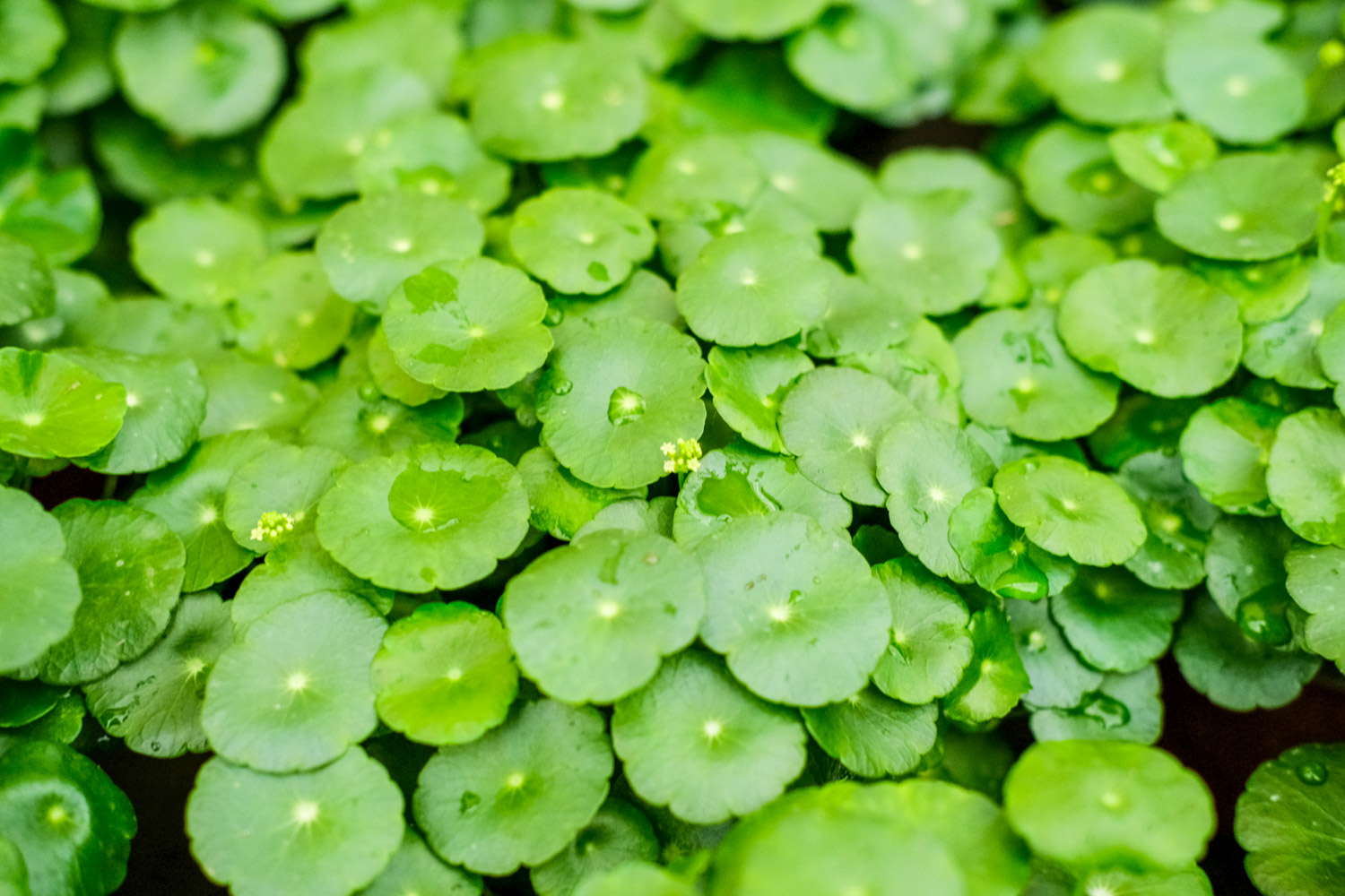HYDROCOTYLE