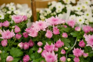 What are the varieties of green chrysanthemum