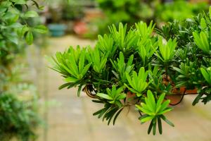 how long until pot plant buds