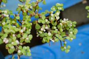 How to raise golden branches, jade leaves and flowers
