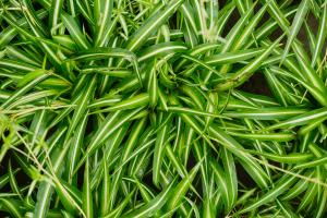 Don't just know how to raise Chlorophytum! Try this kind of "flower". It has a long flowering period and the whole yard is fragrant!