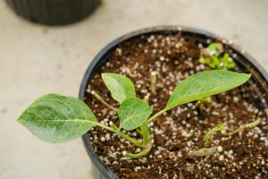 how far apart to plant chinese chestnut trees