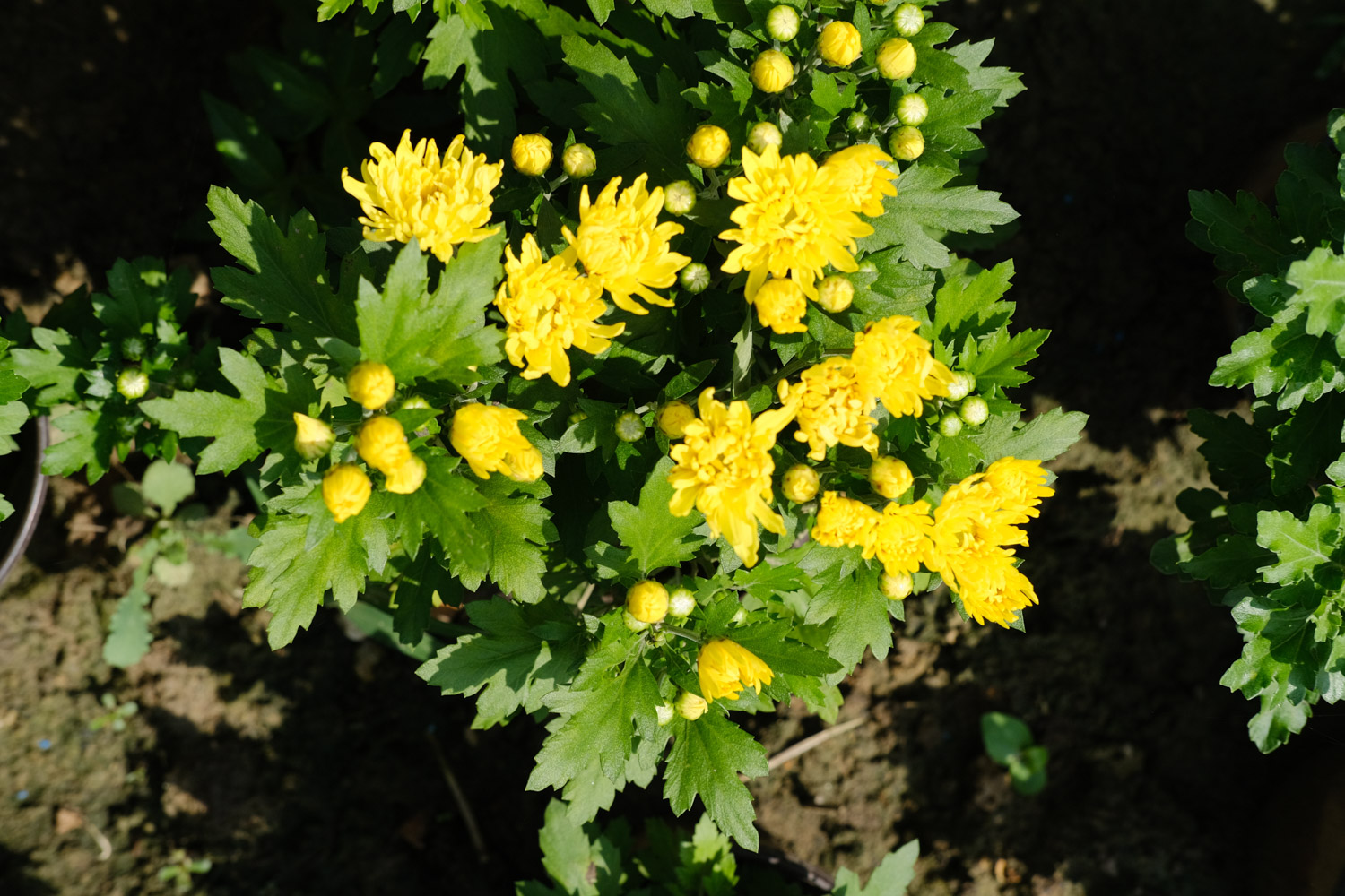 Chrysanthemum