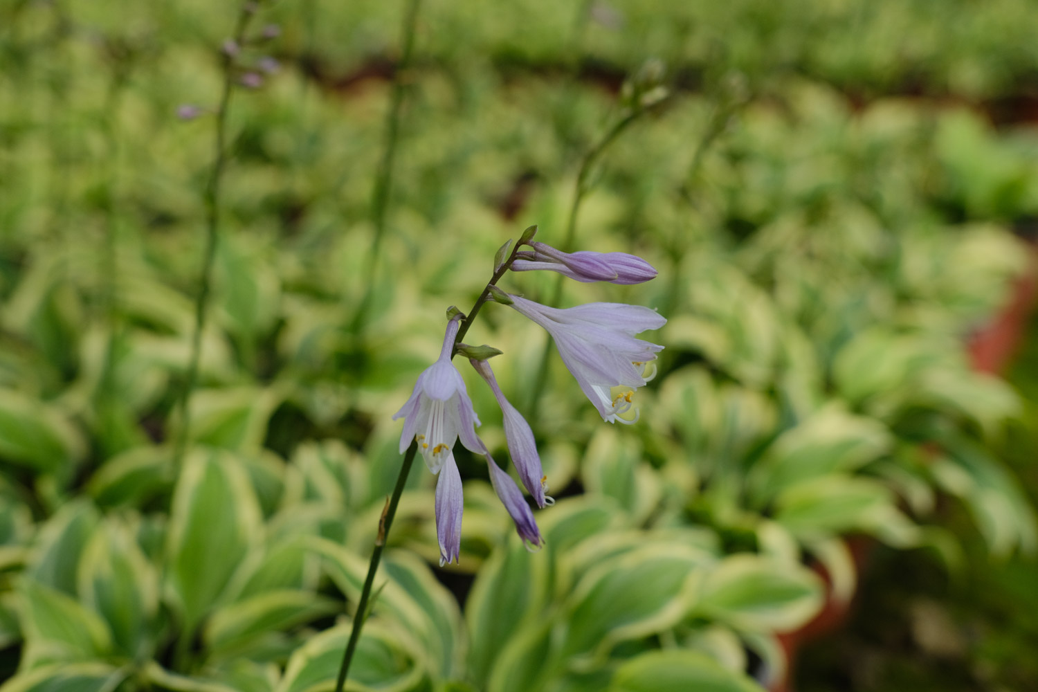 Hosta