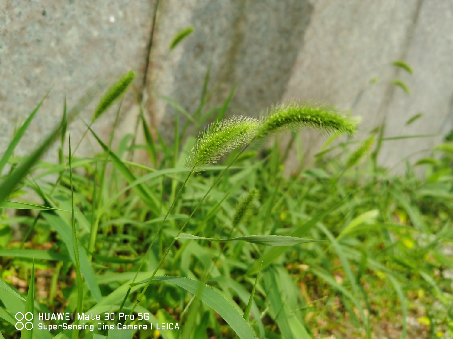 Green bristlegrass