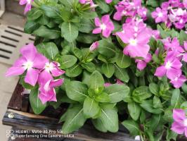 how often to water plants in clay pots