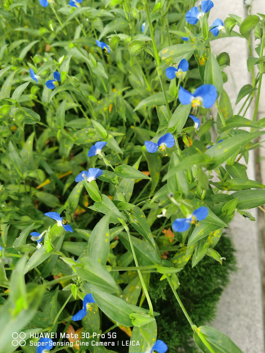 Asiatic dayflower