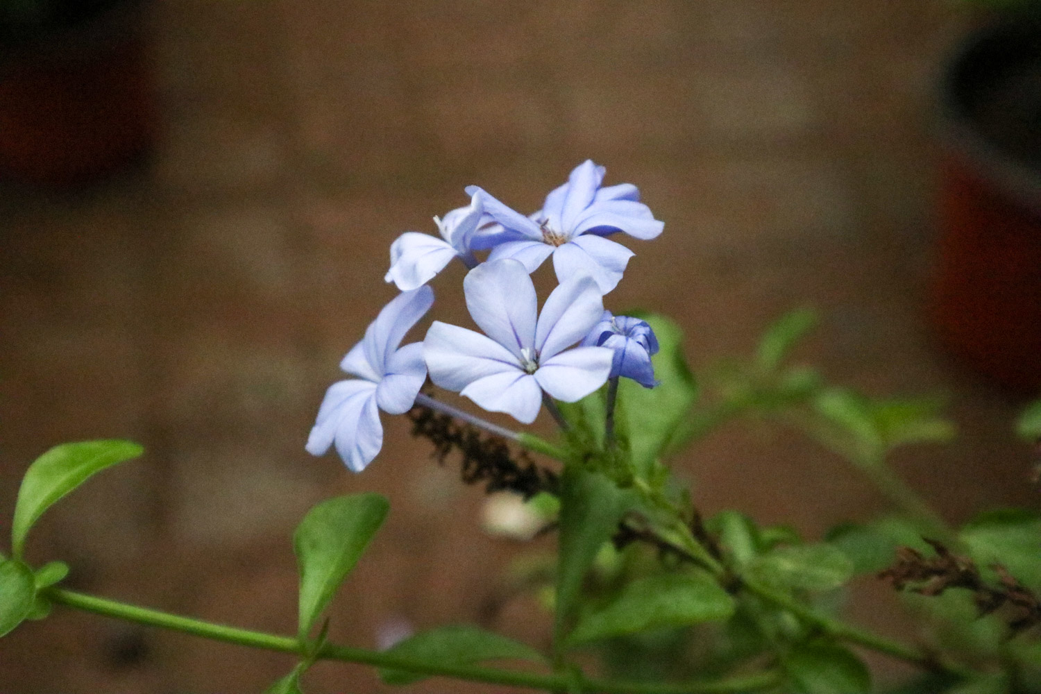 Plumbago Auriculata