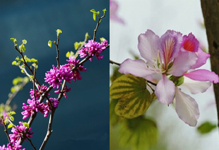 Differences between Bauhinia and Bauhinia flowers