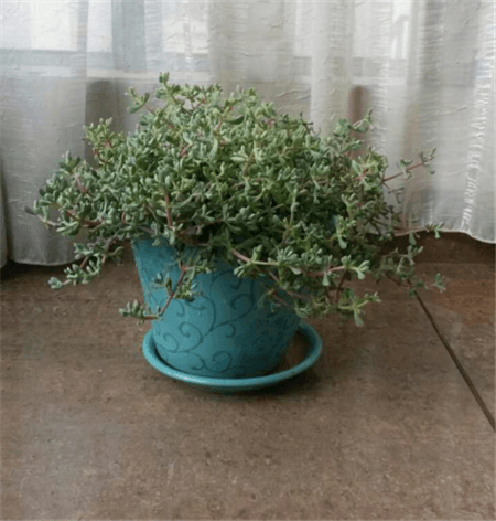 White phoenix Chrysanthemum