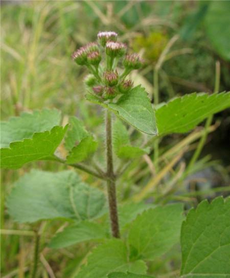 Patchouli thistle
