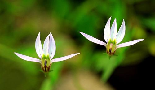 The value difference between Scutellaria barbata and Lobelia barbata