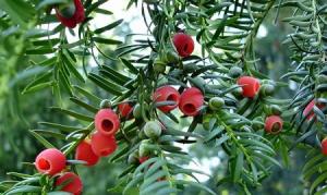 Differences between Torreya grandis and Taxus chinensis