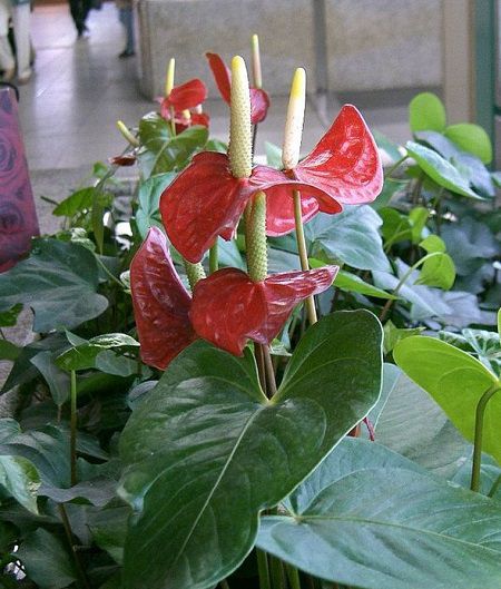 The picture above shows Flamingo flower