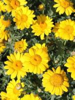 The difference between sunshine chrysanthemum and heap heart Chrysanthemum