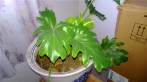 The difference between spring taro and turtle backed bamboo