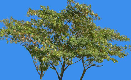 Leucaena leucocephala plant