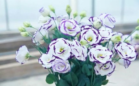 Eustoma grandiflorum