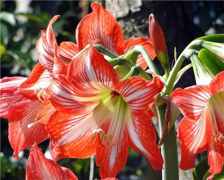 Vermilion red flowers