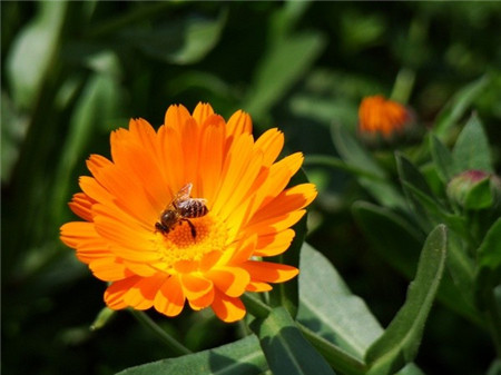 Calendula flower