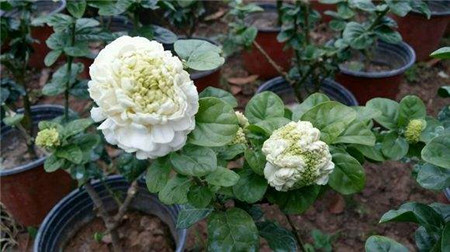 Tiger head Jasmine
