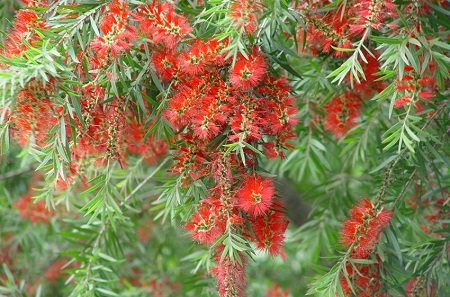 String willow flowers