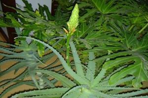 how many lavender plants in a pot