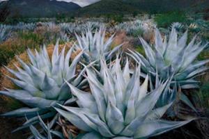 The difference between Tiger tailed orchid and tequila