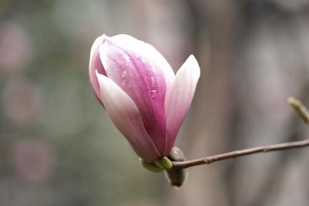 Magnolia liliiflora