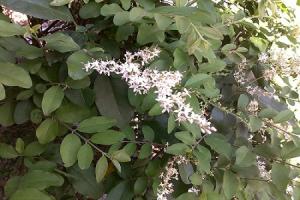 The difference between small wax and Ligustrum lucidum
