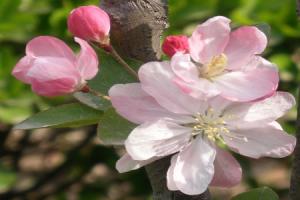 The difference between mountain peach and peach blossom