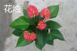 The difference between flower candle and white palm