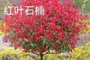 The difference between Photinia rubra and Photinia rubra