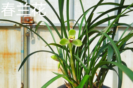 cymbidium