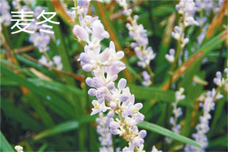 Ophiopogon japonicus flower